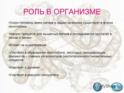 Уровни гемоглобина в организме