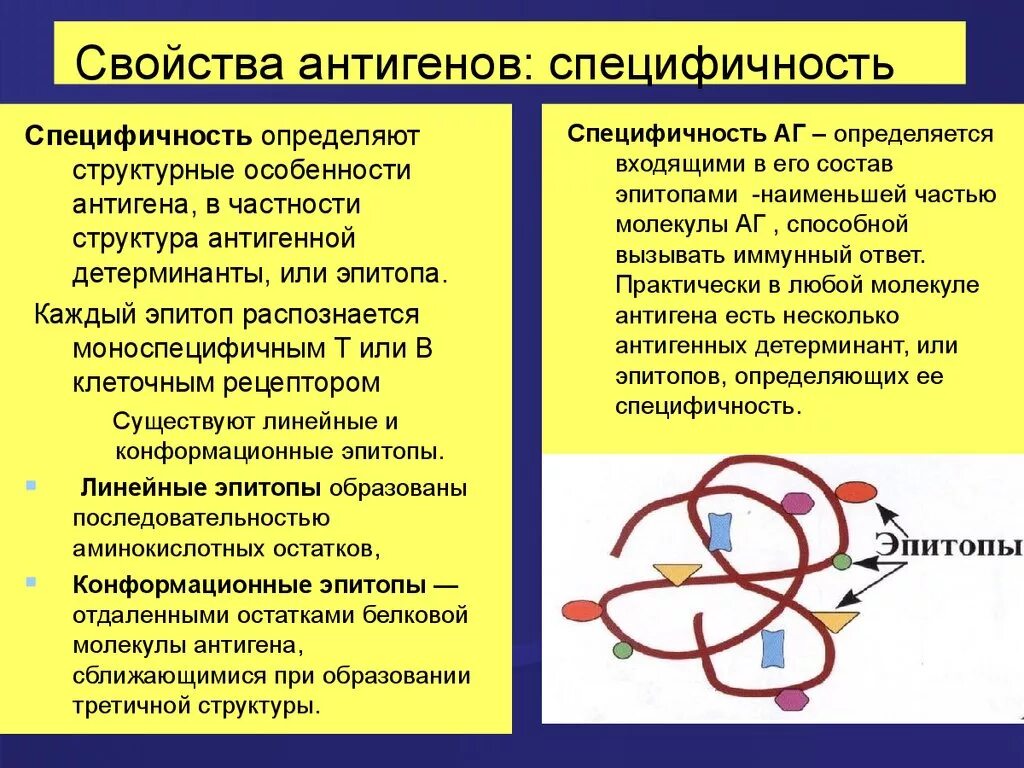 Выработка антигенов. Специфичность антигена определяется. Антигены тканевой специфичности. Специфичность антигенов обусловлена. Материальная основа специфичности антигенов.