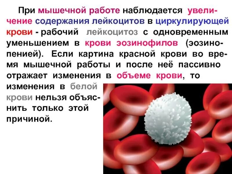 Повышены лейкоциты в крови после