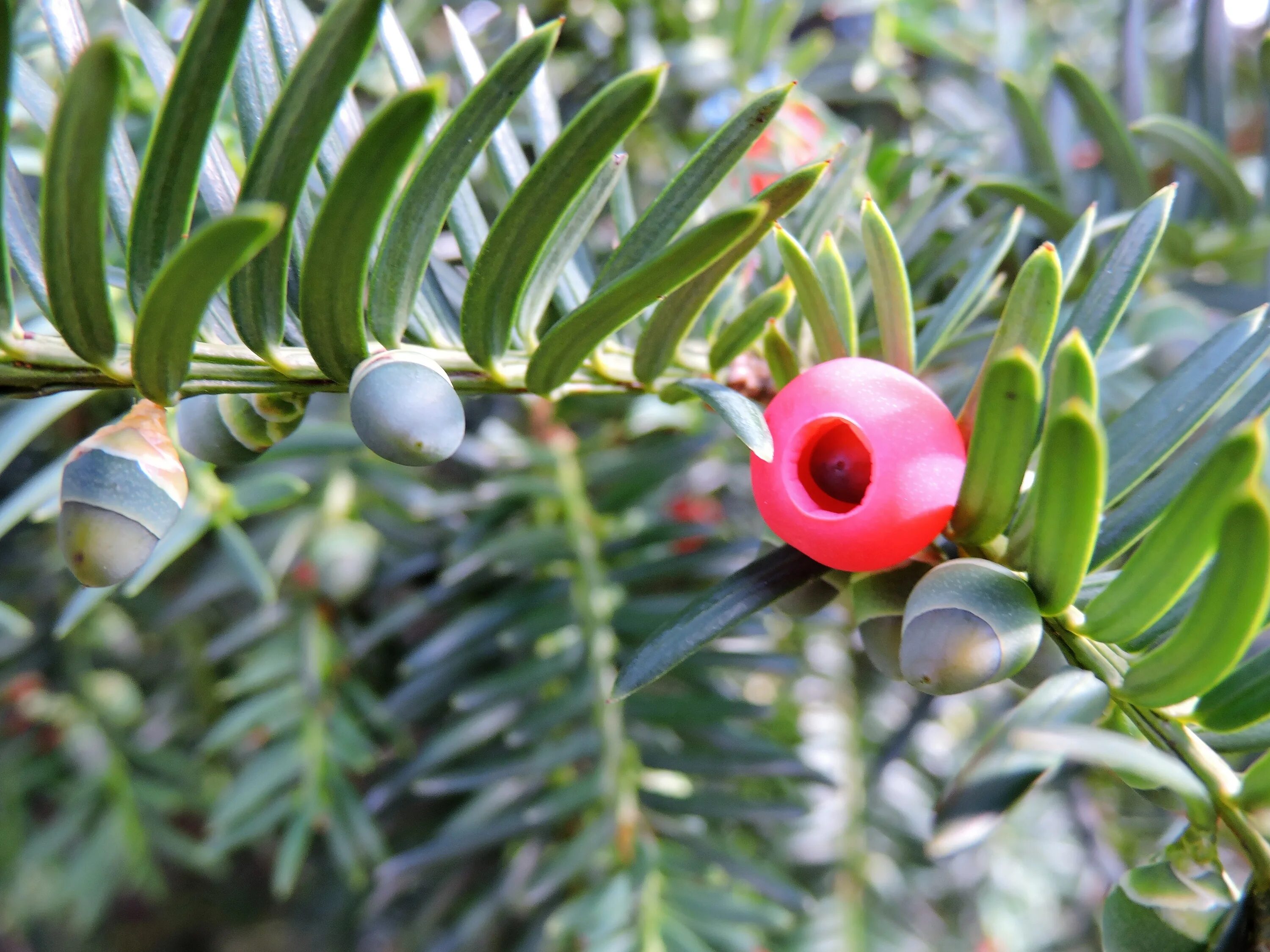 Ис тис. Тис коротколистный (Taxus brevifolia). Тис ягодный Taxus baccata. Тис ягодный Táxus baccáta. Тисс ягодный elegantissima.