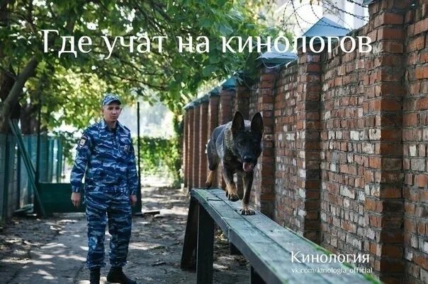 Где обучают на кинолога. Где обучают на кинолога. Кинологический колледж в москве скрябина. Кинологическая школа в санкт-петербурге. Тренинг кинологов.