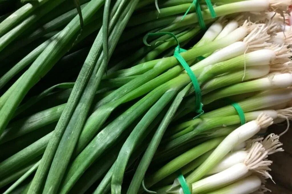 Лук шалот и репчатый лук отличия. Спринг онион. Лук репчатый зеленый. Лук шалот и лук порей. Лук порей шалот.