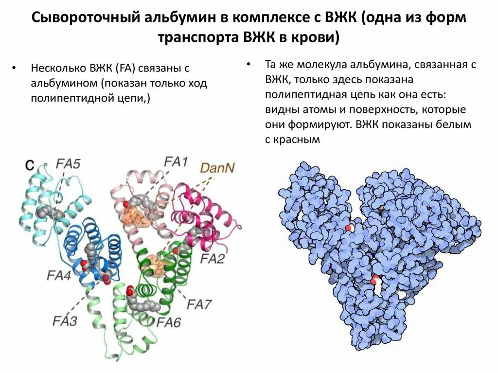 Альбумин выполняет структурную функцию. Строение альбумина биохимия. структура бычьего сывороточного альбумина. структура человеческого сывороточного альбумина. альбумин белок структура.