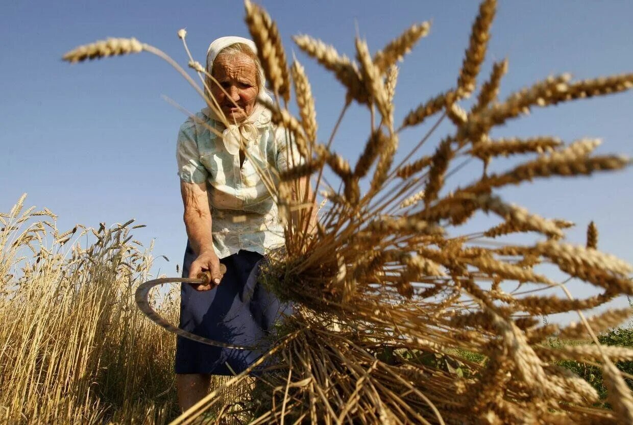 Труженики сельского хозяйства. Девушка в поле с серпом. Пшеница косят. Уборка хлеба серпом.