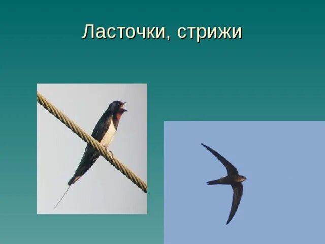 Носятся стрижи и ласточки. Стриж и Ласточка. Городские ласточки и Стрижи. Птицы Стрижи и ласточки. Стриж от ласточки.