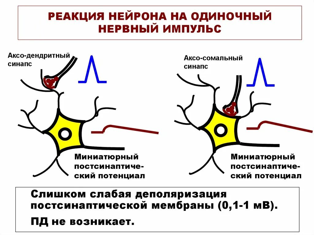 Нервный синапс функции