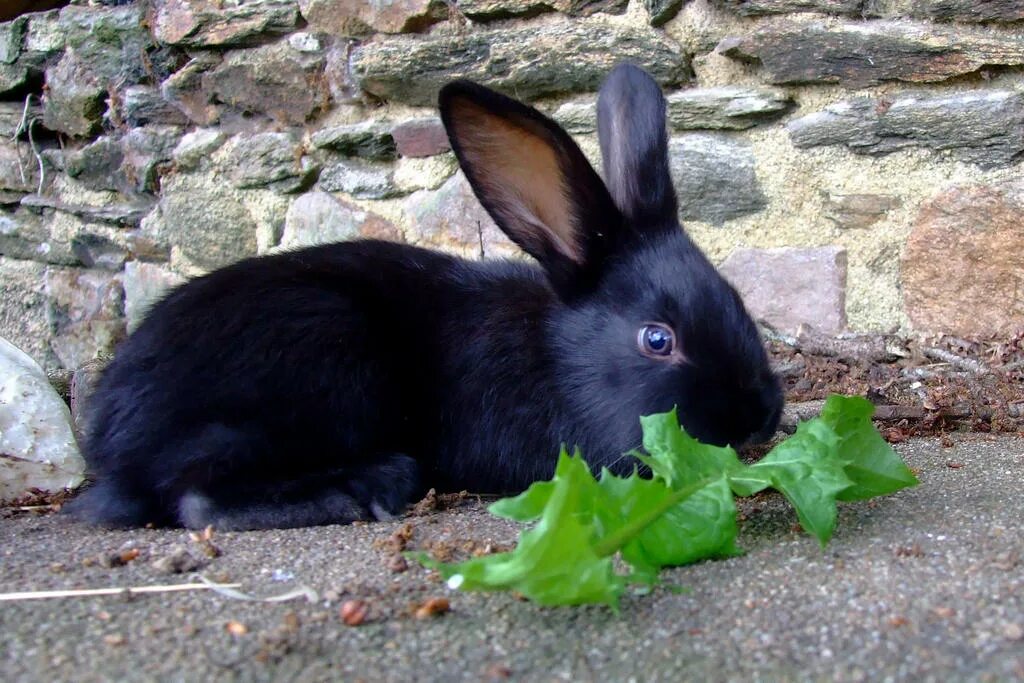 Черный кролик на английском. Домашний кролик черный. Карликовый кролик черный. Эль Ахрайрах и чёрный кролик. Красивый черный кролик.