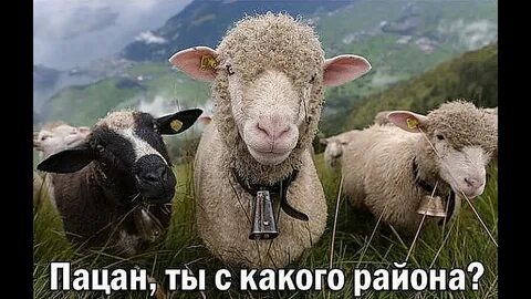 Барашка зашла прикол