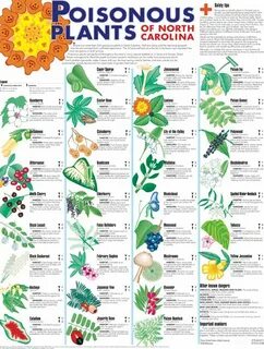 Poison plant