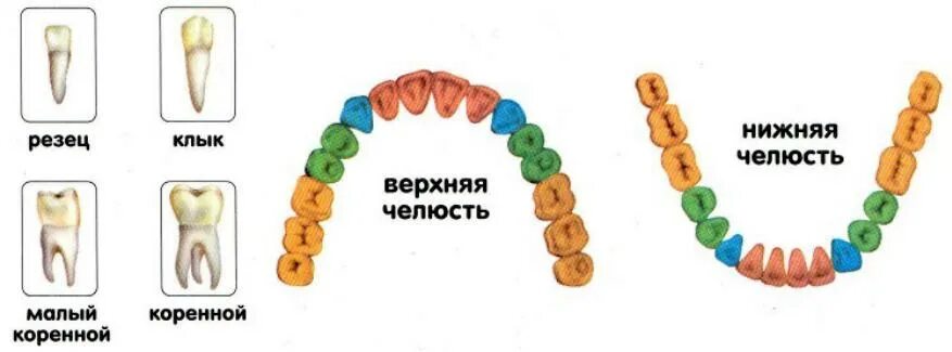 2123 зубы. Зубная формула постоянные зубы.