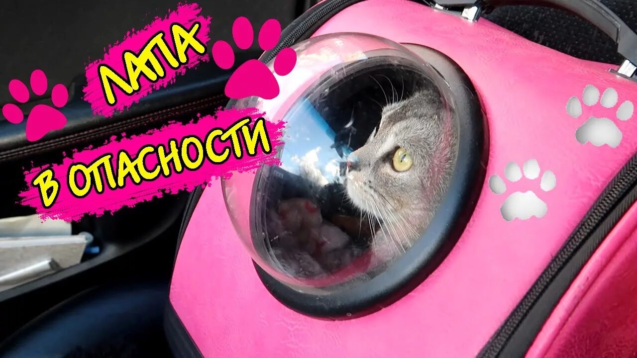 Включить школу сладуна. Сладун. ляпота тв страшилки. кот сладун. школа сладуна.