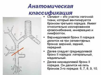 Участок легочной ткани