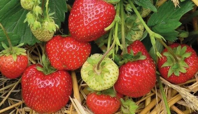 Клубника урожайная описание сорта фото отзывы Купить саженцы Клубника Симфония в Москве по цене 95 р. с доставкой в Подмосковь