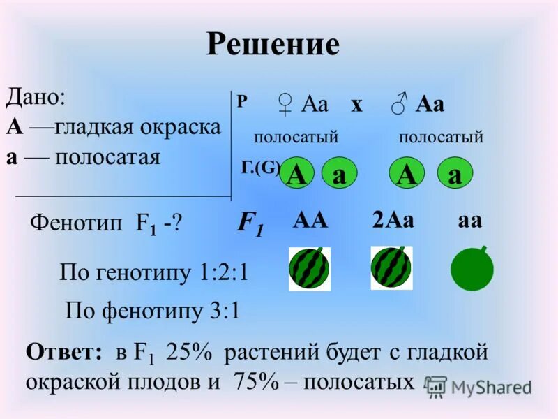 Моногибридное скрещивание f2