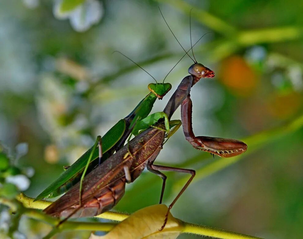 Чем закончится богомол. Самец богомола. Самка богомола насекомое. Ischnomantis Gigas богомол. Богомол обыкновенный самка.