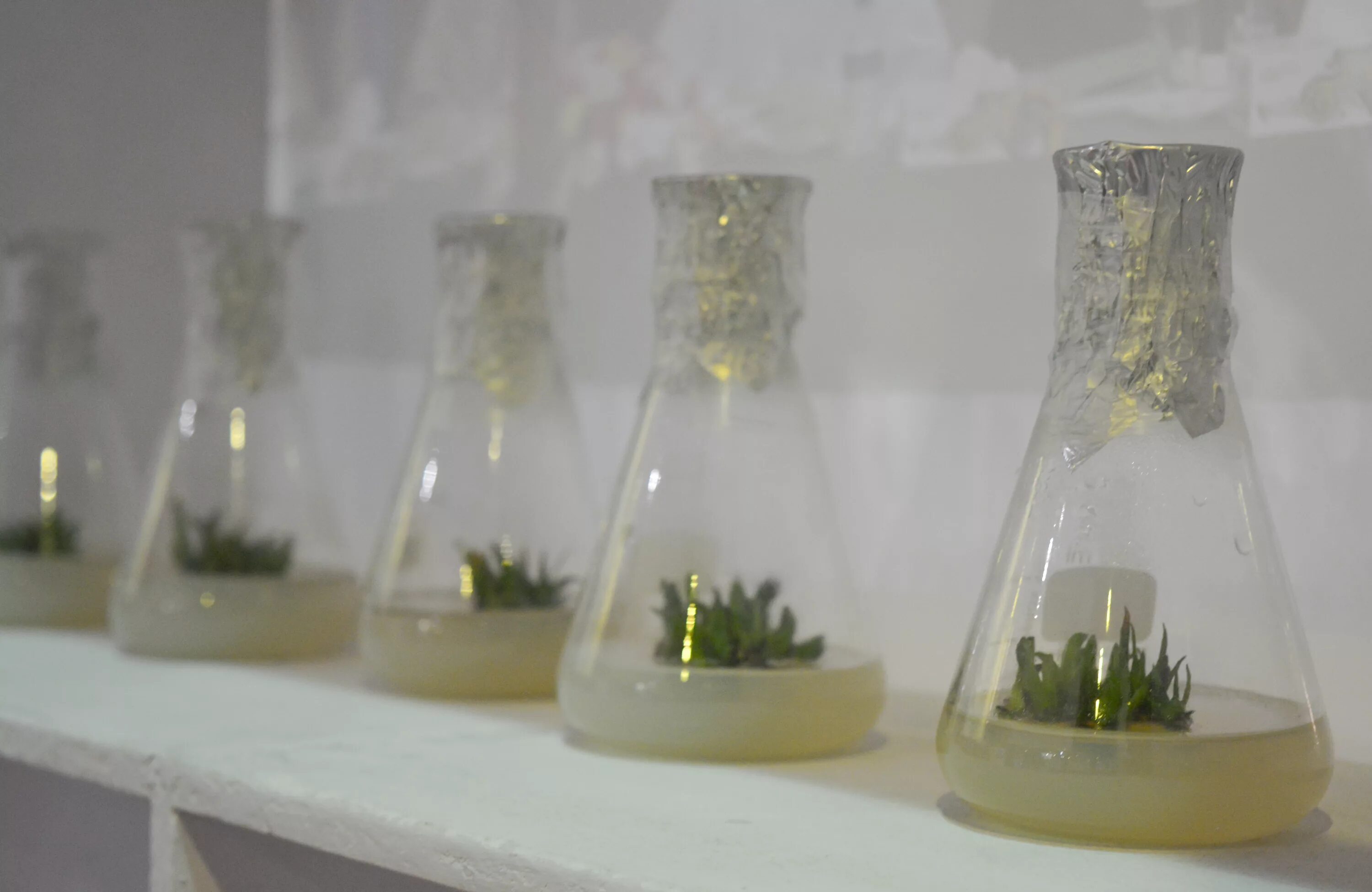 Plant Tissue Culture. Plant propagation by Tissue Culture (Автор Edwin f. George). Plant Tissue Culture tube. Plant Culture Medium. Plant culture