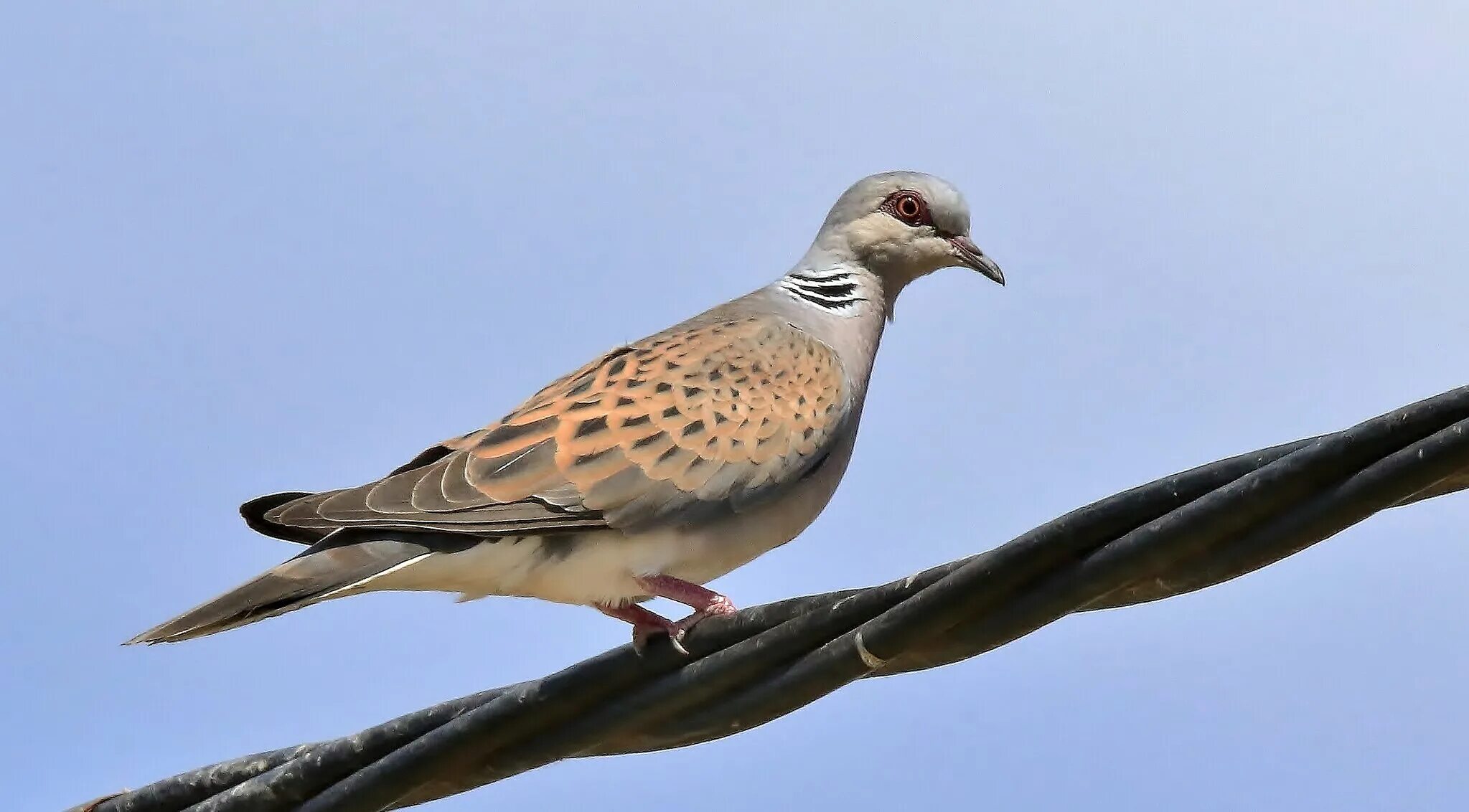 Птица горлица обыкновенная. Обыкновенная горлица (streptopelia turtur). Кольчатая горлица горлицы. Птица горлица обыкновенная. Горлица кольчатая и обыкновенная.