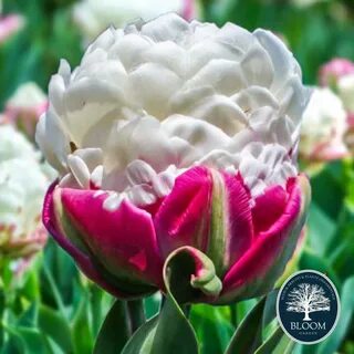Lalele Burgundy - Bulbi de flori si arbusti