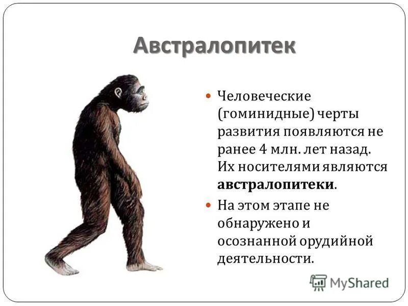 Этапы эволюции австралопитека. Австралопитек характеристика. Биологическая Эволюция австралопитеков. Эволюционный Возраст австралопитека. Австралопитеки «австрало».