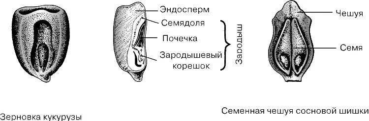 Как называются семена находящиеся внутри плода