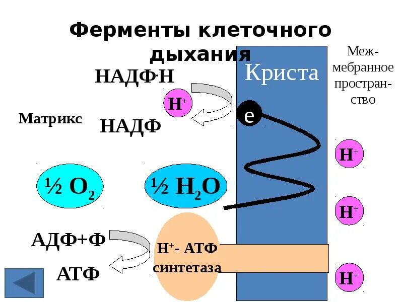 Установите соответствие между стадиями клеточного дыхания