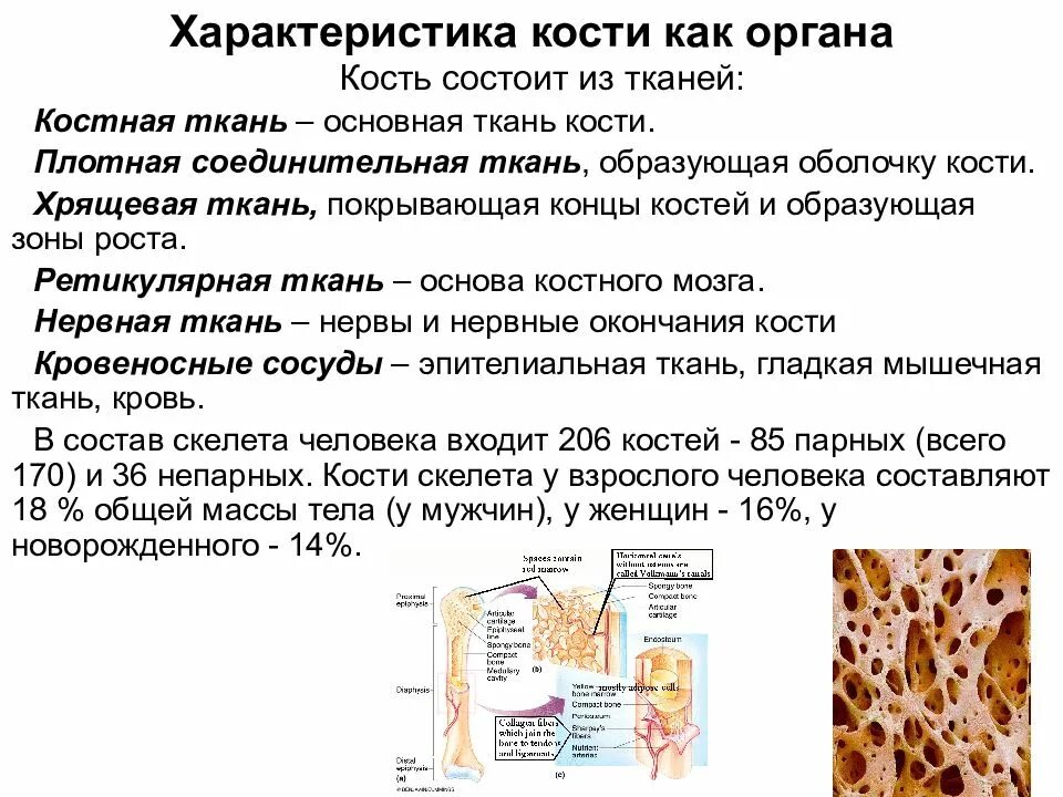 Скелет состоит из хрящевой ткани. Особенности строения кости соединительной ткани. Характеристика строения костной ткани. Костная ткань характеристика и функции. Костная ткань соединительная ткань особенности строения.