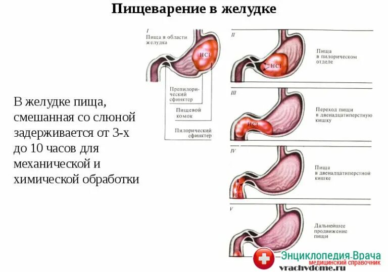 Переваривание пищи в желудке. Нарушение моторики двенадцатиперстной кишки. Моторная функция желудка. Механизм эвакуации пищи из желудка
