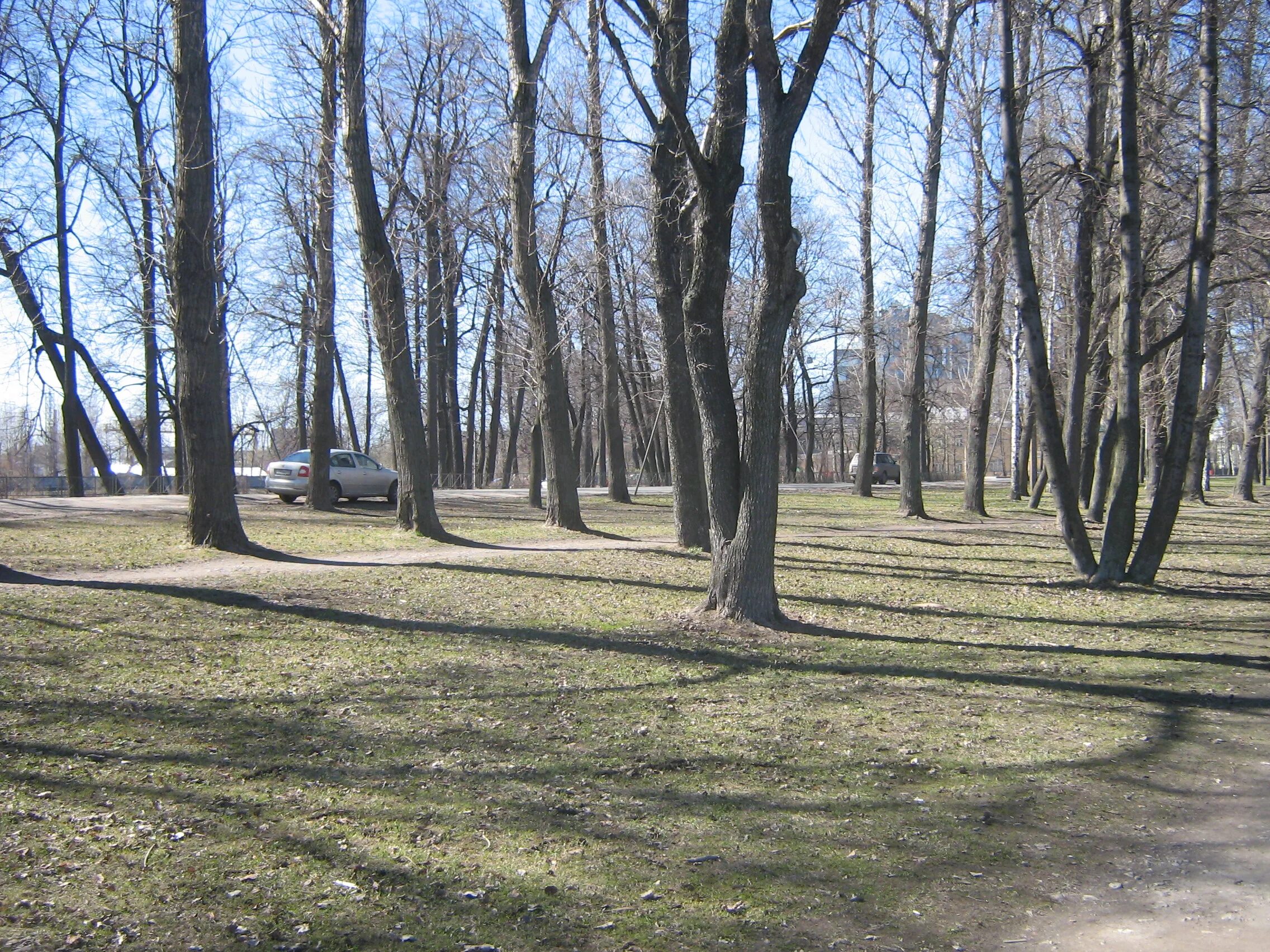 Петровский парк Санкт-Петербург. Петровский парк Петроградский район. Петровский парк Санкт-Петербург на Петровском острове. Петровский лесопарк. Петровский парк сайт парка