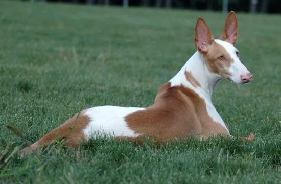 Гончая ибиценко. Ивисская борзая поденко ибиценко. Поденко ибиценко характер. Поденко ибиценко гладкошерстный. Поденко ибиценко жесткошерстный.