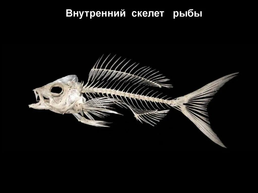 Скелет рыб 7 класс. Скелет рыбы дорадо. Дорадо скелет. Косточка рыбы. Кости от рыбы.