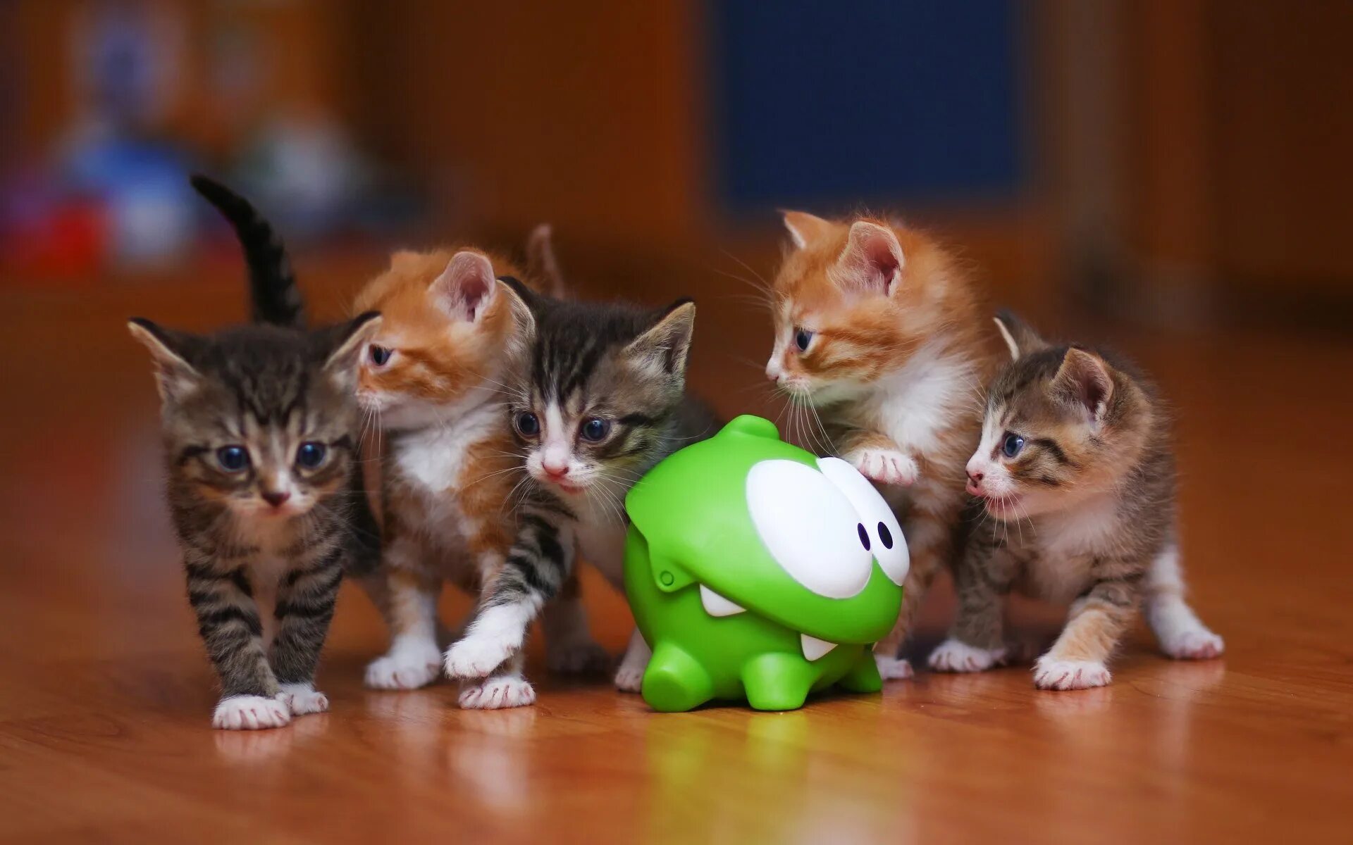 Котенок про животных