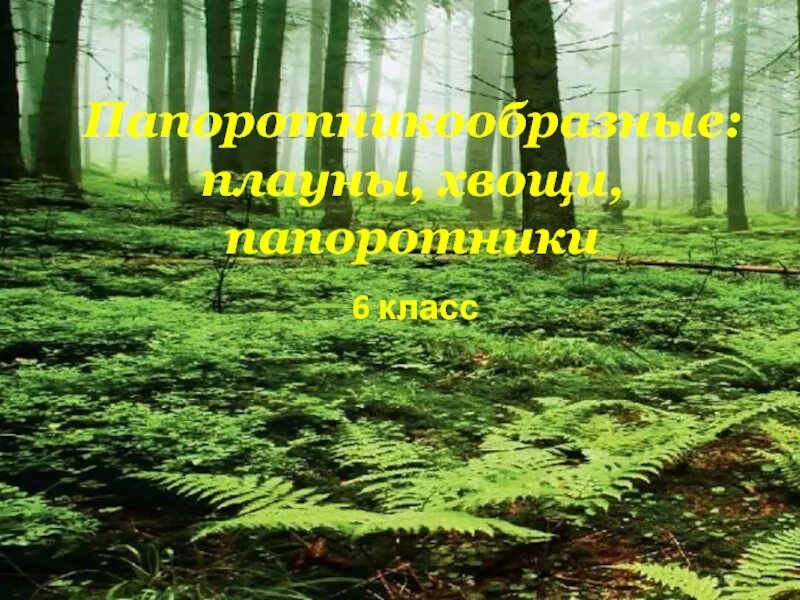 Плаун светолюбивое или тенелюбивое. Папоротник страусник. Папоротник Дальневосточный. Папоротник Императорский. Теневыносливые растения папоротник.