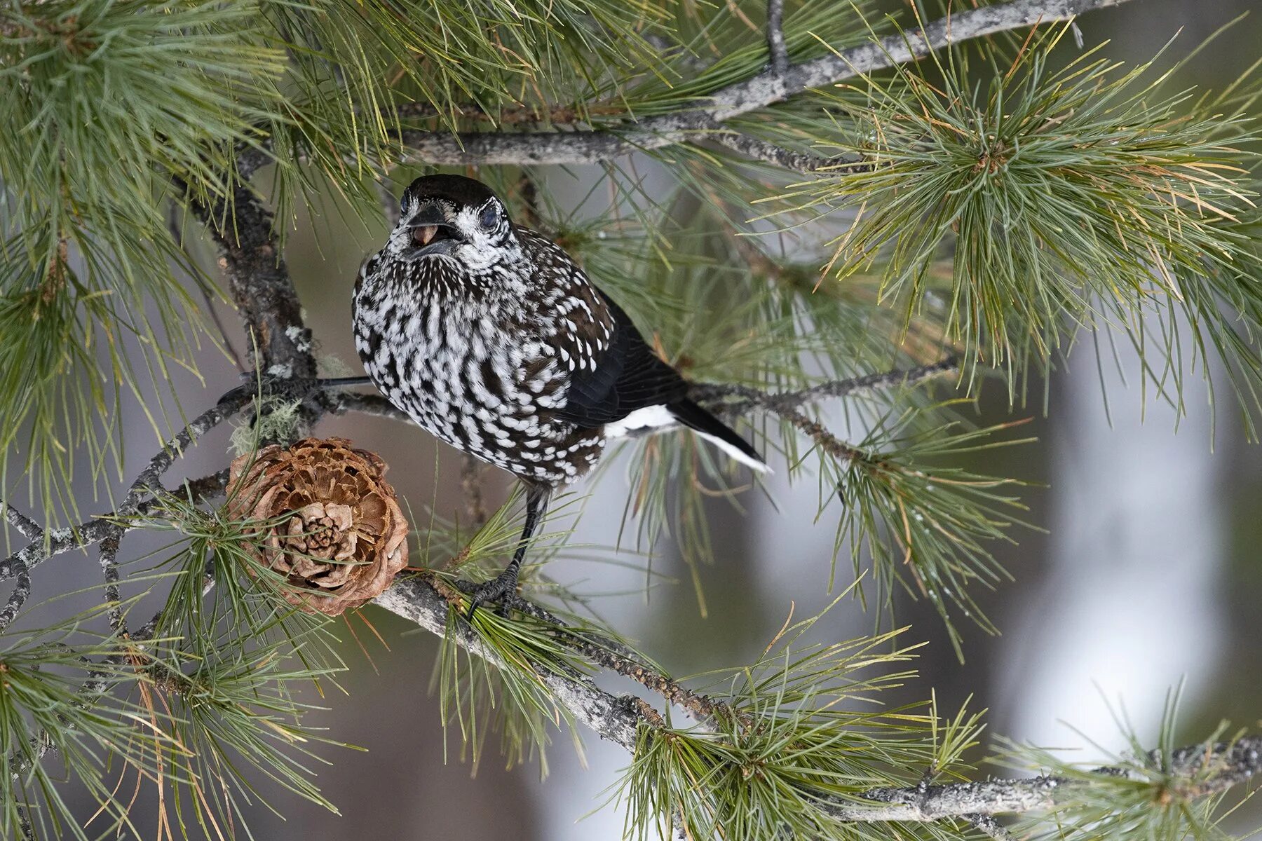 Сибирская кедровка. Кедровка в тайге. гнездо кедровки. птицы сибирской тайги. птенец кедровки.