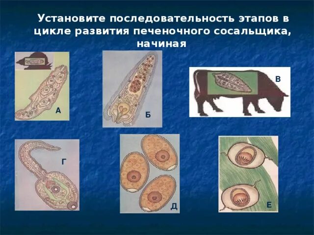 Последовательность стадий цикла развития сосальщиков:. Последовательность развития печеночного сосальщика. Цикл развития печеночного сосальщика. Последовательность стадий развития печеночного сосальщика.