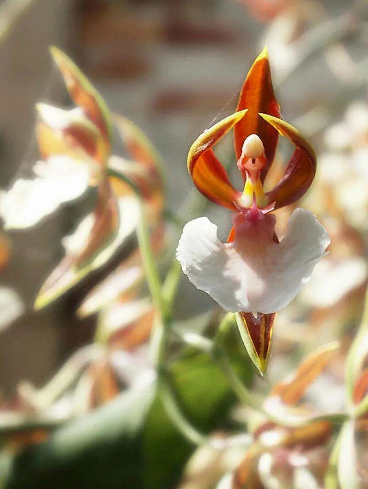 Крылатый цветок. Caladenia melanema. Фаленопсис балерина. Орхидея хабенария Радиата. Попугайные орхидеи.