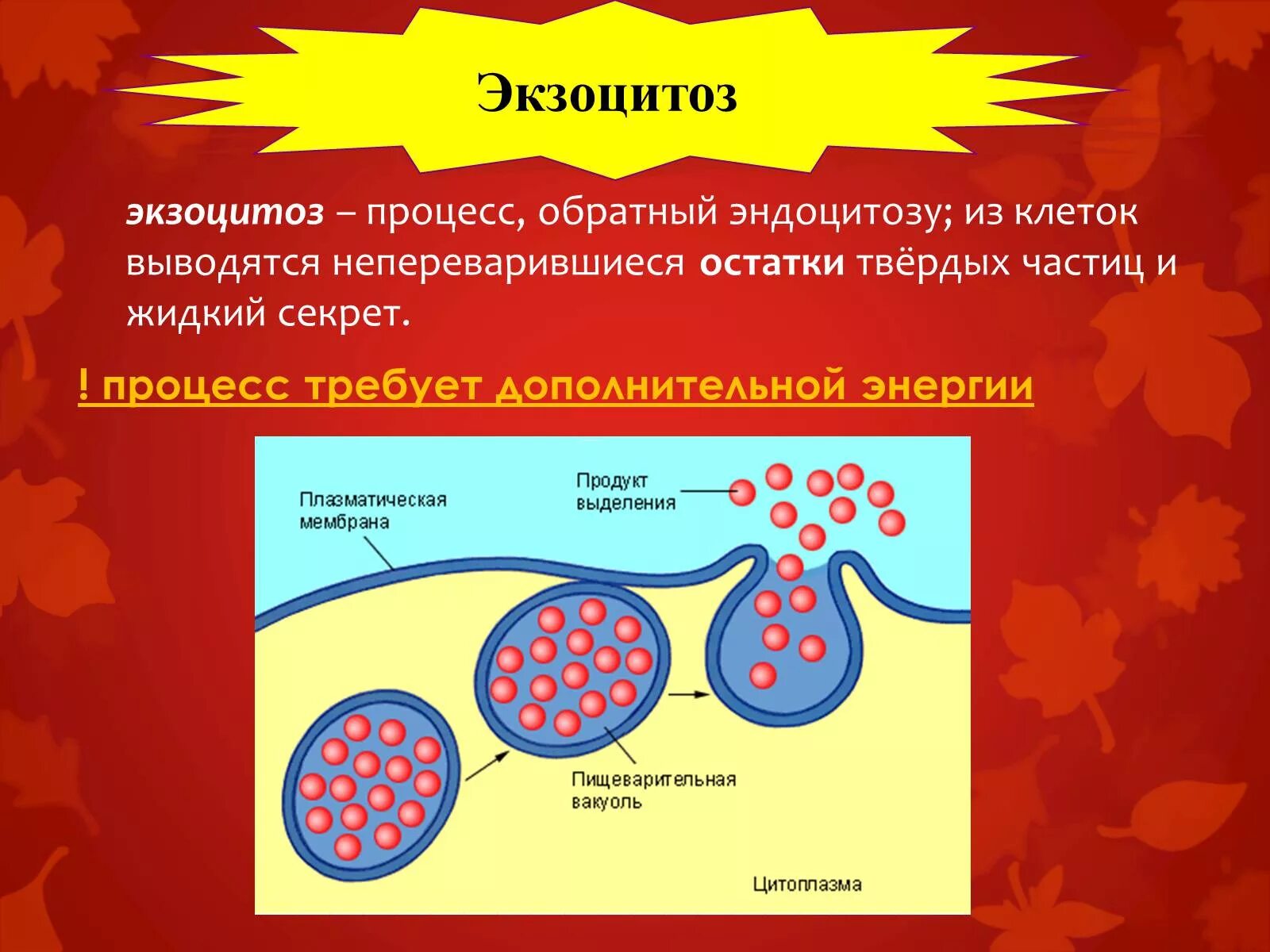 Клеточная перетяжка у каких клеток. Процесс экзоцитоза. Экзоцитоз это в биологии. Выведение веществ из клетки. Процесс выведения веществ из клетки.