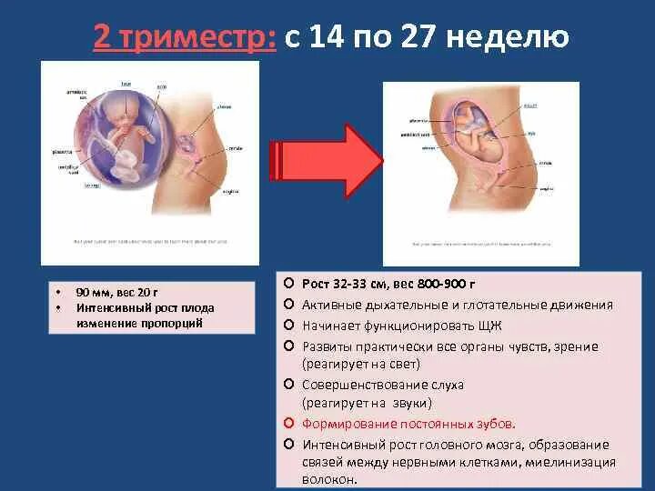 Третий триместр вес. Размер плода в 26-27 недель. Вес плода в 26 недель беременности. Вес плода на 27-28 неделе беременности. 26-27 Недель беременности вес.