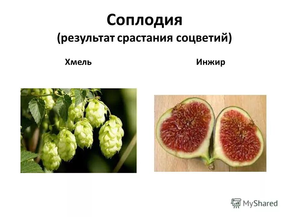 Плод соплодие. Соплодие примеры. Соплодие инжира. Строение соплодия. Простые плоды сложные плоды соплодия