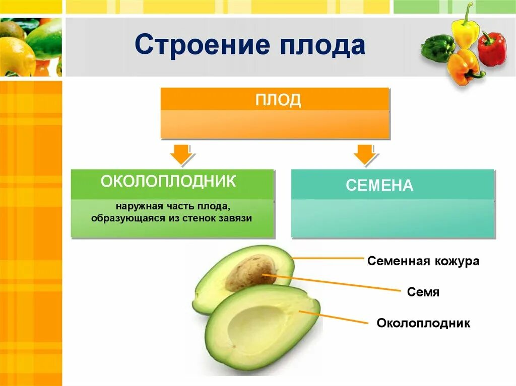 Строение плода околоплодник. Из чего состоит плод 6 класс. Строение плодов околоплодника. Плод состоит из околоплодника и семян 6 класс. Части плода биология 6 класс.