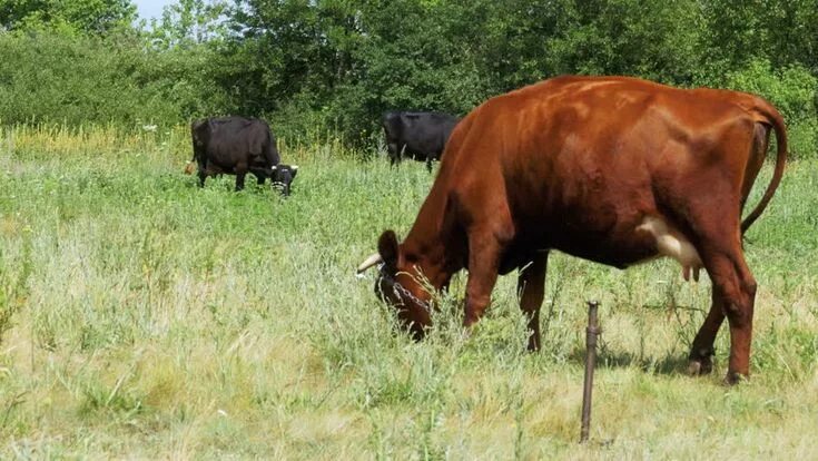 Коза привязана цепью длиной 1. Швицкая порода коров. Корова привязана цепью длиной. Бык на привязи. Цепь для привязи крс 6 мм.