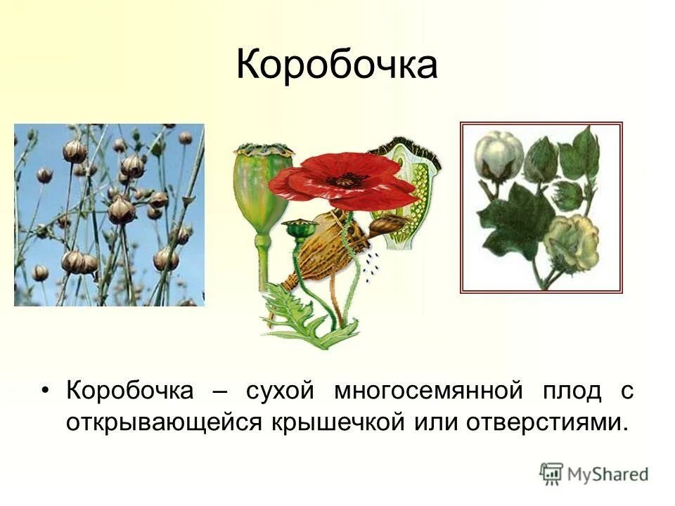 сухие плоды коробочка примеры. коробочка плод хлопчатника. сухие многосемянные плоды стручок. сухие многосемянные плоды коробочка. плоды семян односемянные многосемянные.