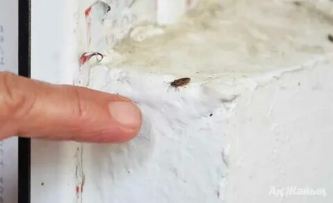 Майлы дилдоның порно видеосы