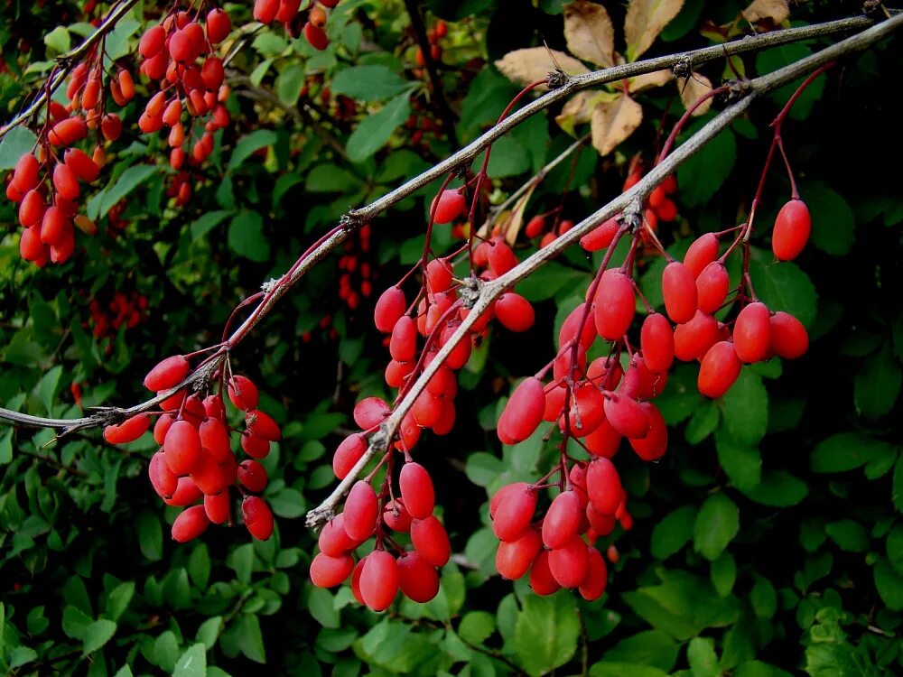 Что такое барбарис. Барбарис обыкновенный Berberis vulgaris. Барбарис обыкновенный куст. Барбарис Сибирский куст. Барбарис обыкновенный (Berberis vulgaris l.).