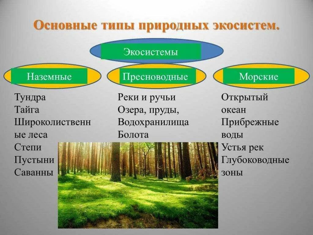 Являются важной составной частью живого организма. Природные экосистемы. Типы природных экосистем. Наземные экосистемы. Основные типы природных экосистем.