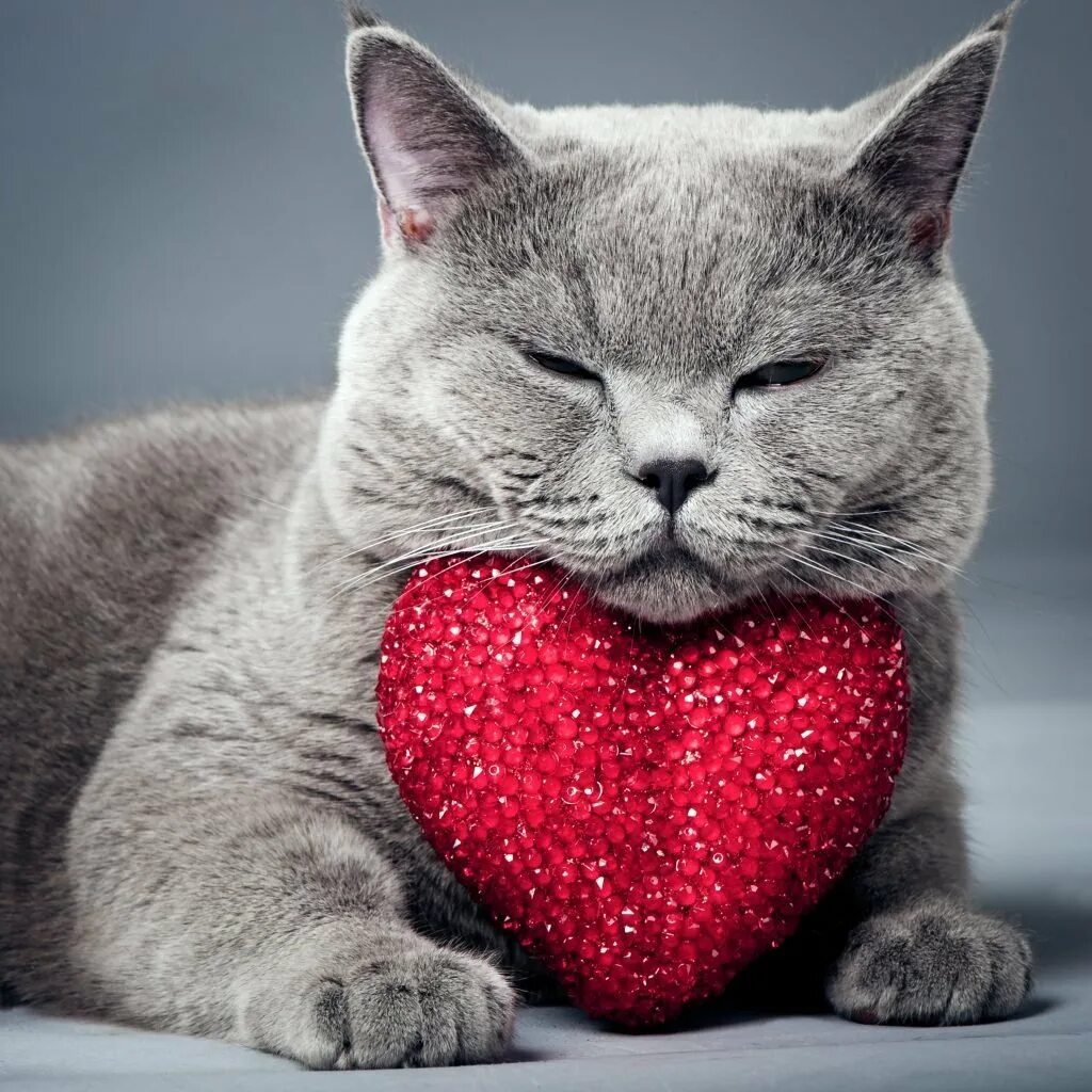 Кот с сердечком. Котенок с сердечком. сердечко. кошечка с сердечком. влюбленный кот.