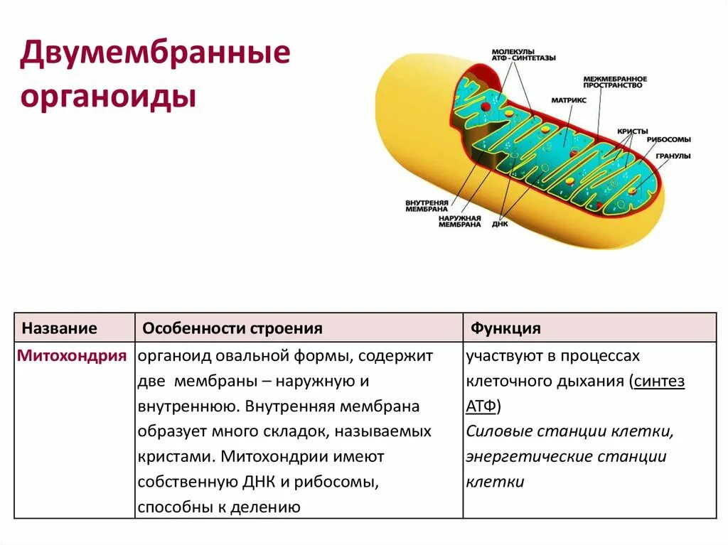 Описание строения митохондрии. Митохондрии особенности строения и функции. Митохондрии двумембранные органоиды. Митохондрия функция органоида. Двумембранные клетки митохондрии\.