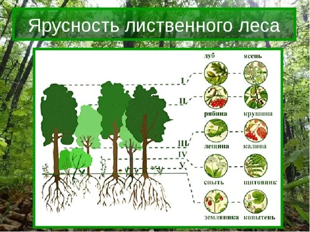 Лесные этажи ярусы лиственного леса. Ярусы лиственного леса схема. Ярусность в биоценозе лиственного леса. Ярусность растений широколиственный лес. Структура растительного сообщества 7 класс тест