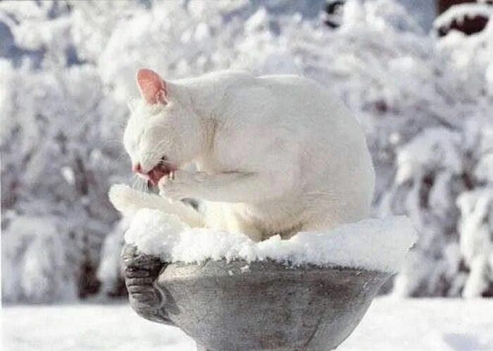 Белый кот в снегу. Белый кот на снегу. белоснежный кот в снегу. коты на белом снегу. белый кот в сугробе.