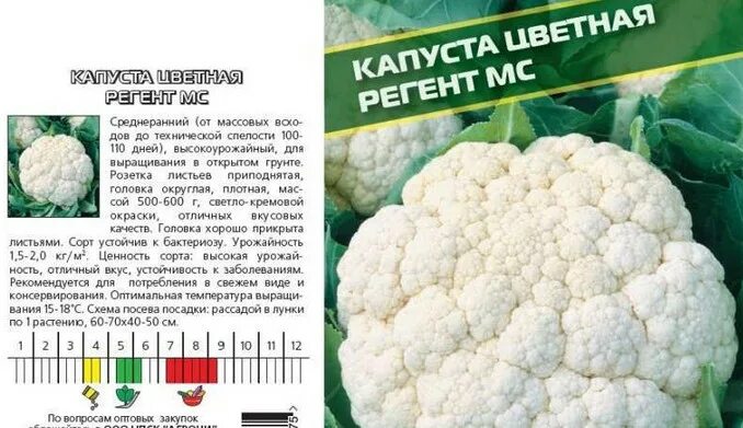 Какой сорт цветной капусты лучше. Скороспелые сорта цветной капусты. ультраскороспелые сорта цветной капусты. капуста цветная майбах f1. цветная капуста поздние сорта.