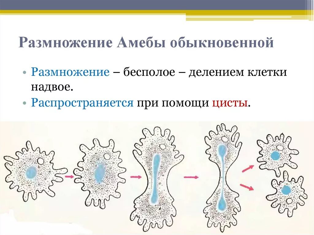 Деление лежащие в основе бесполого размножения. Размножение амёбы обыкновенной. Способ размножения амебы. Форма размножения амебы обыкновенной. Размножение амебы Протей.